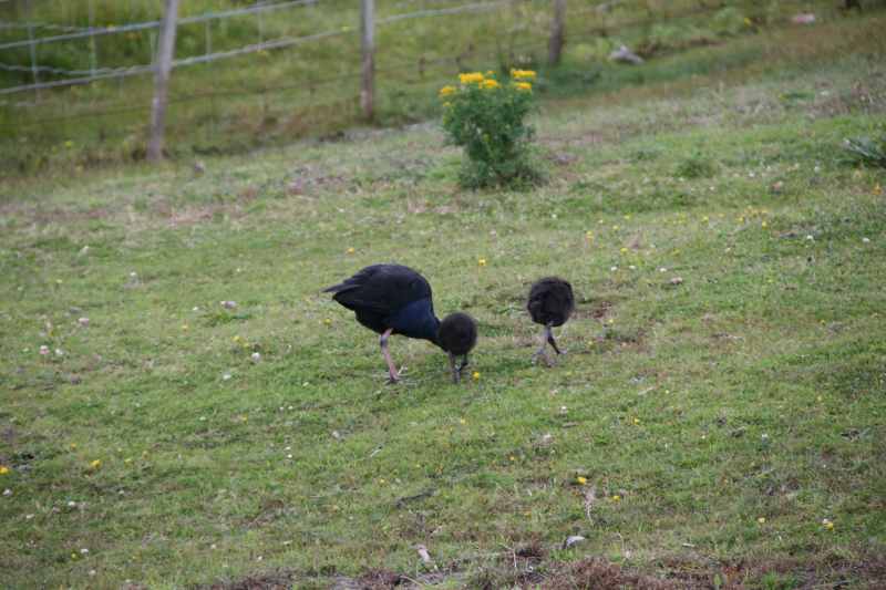 Nieuw-Zeeland 2011 - 1966